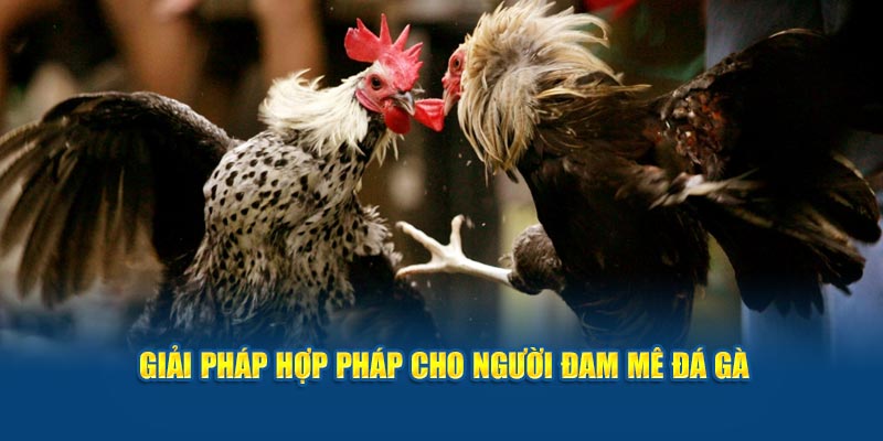 giai-phap-hop-phap-cho-nguoi-dam-me-da-ga