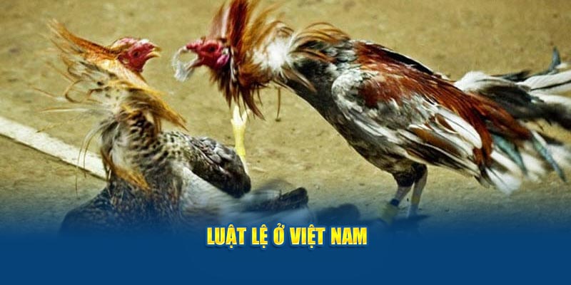 luat-le-o-viet-nam